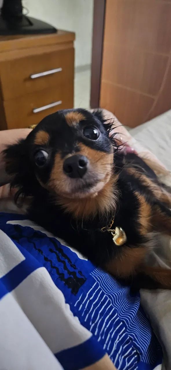 Chihuahua (namorar) - Foto 4