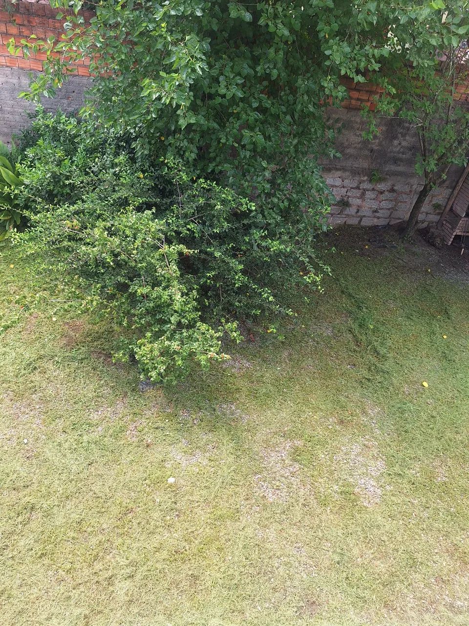 "Barbada" Lote campeche  - Foto 2