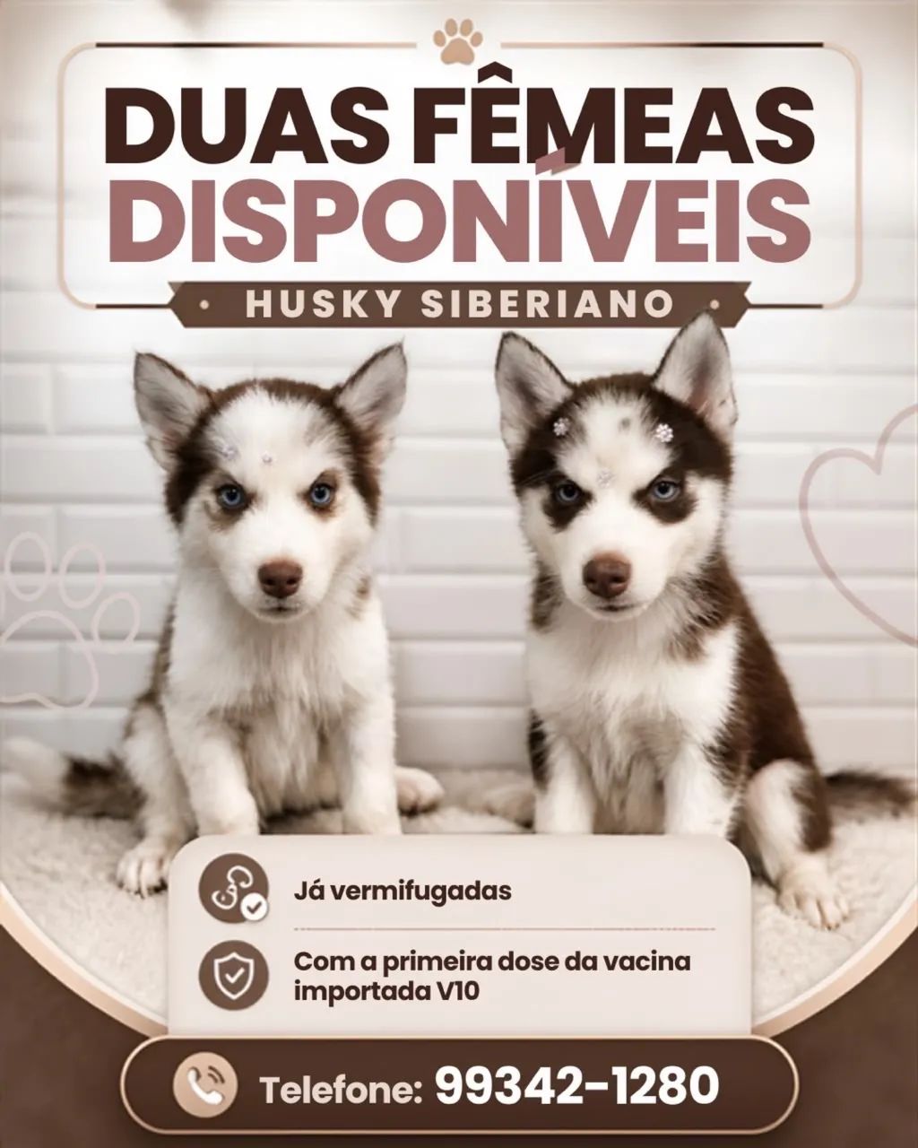 Husky siberiano  - Foto 2