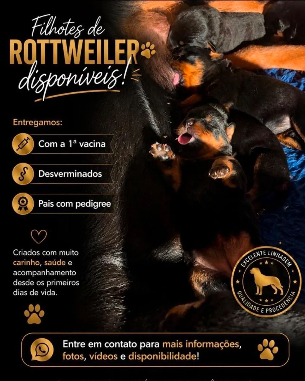 Filhotes de rottweiler 