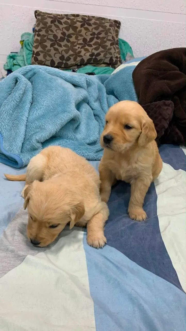 Cachorro  - Foto 4