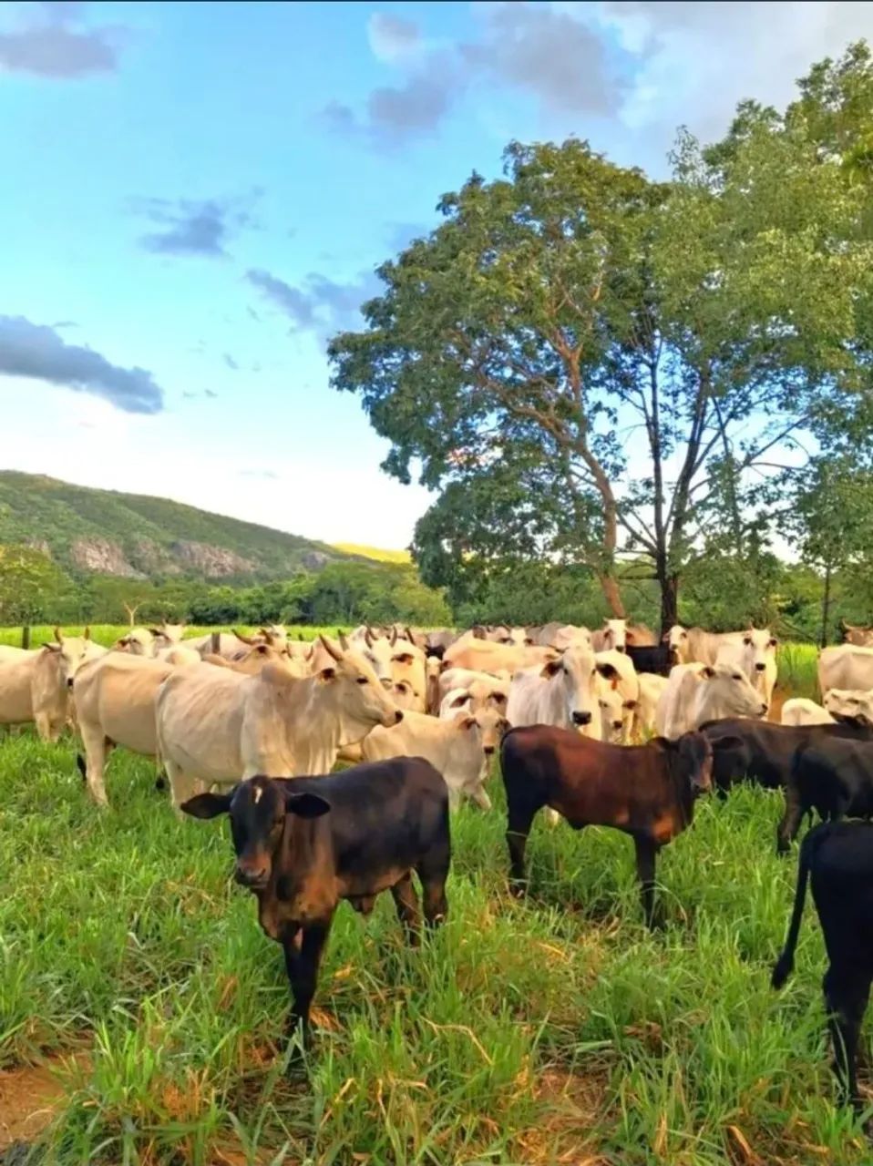 FAZENDA A VENDA - Foto 2