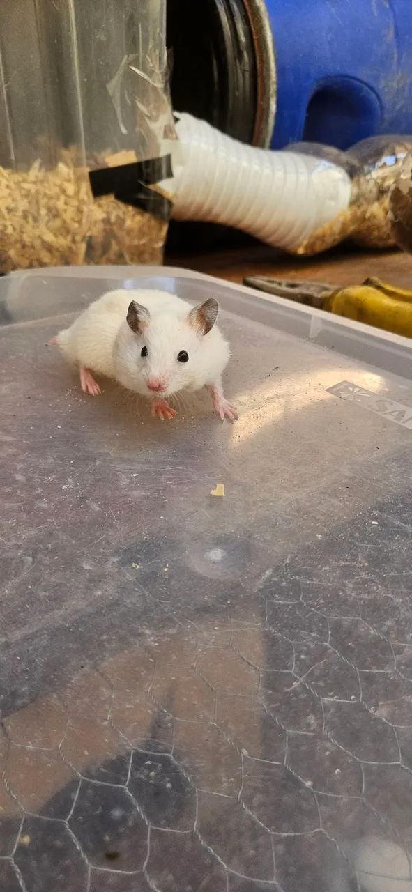 Hamster ? sírios disponíveis!