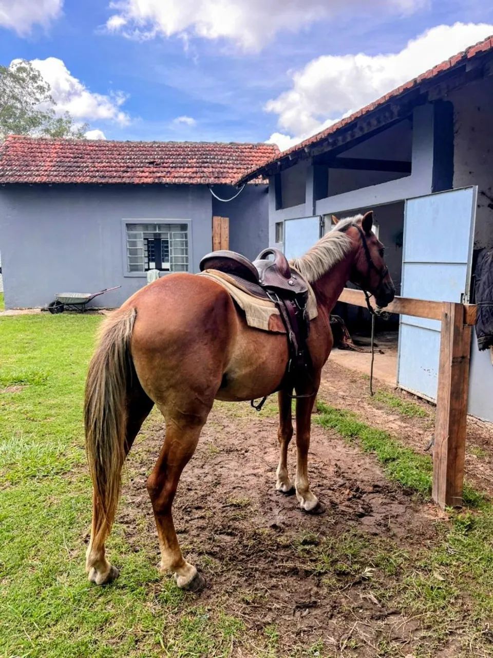 Cavalo Mangalarga Marchador - Marcha Picada