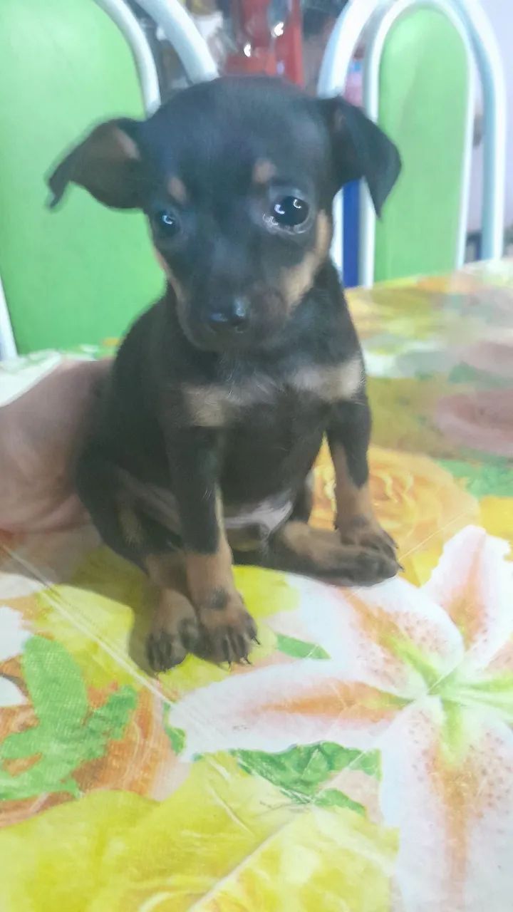 Cachorro pinscher número 1 - Foto 3