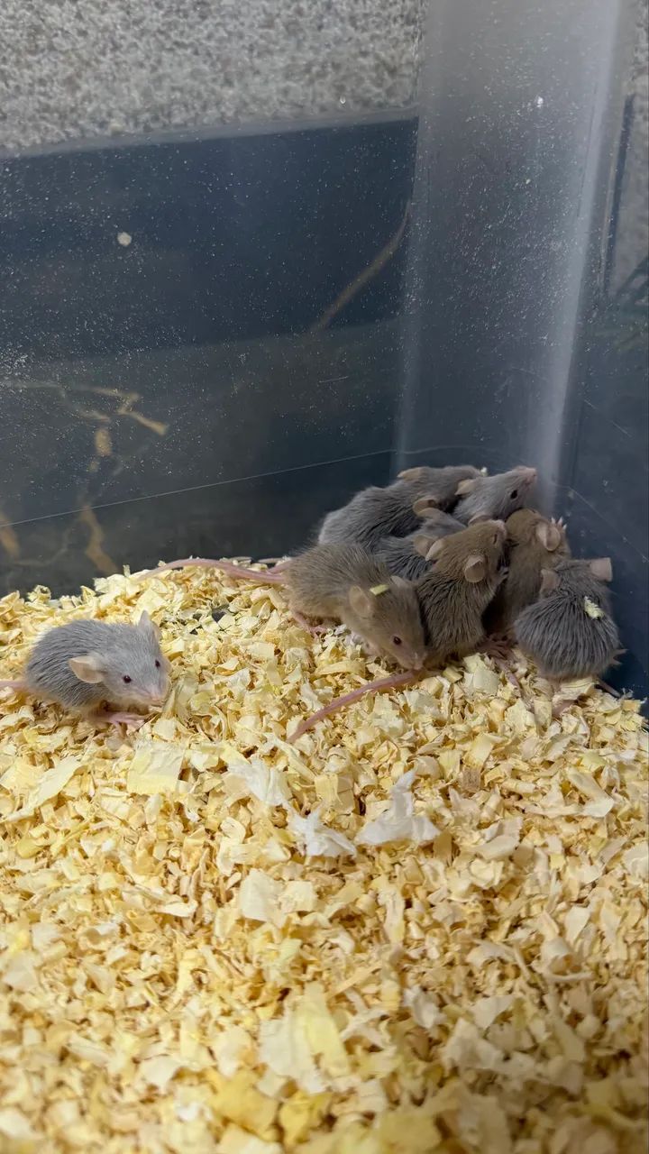 Filhotes de Topolino  - Foto 3