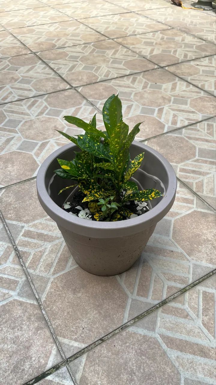 Planta Brasil - Foto 2