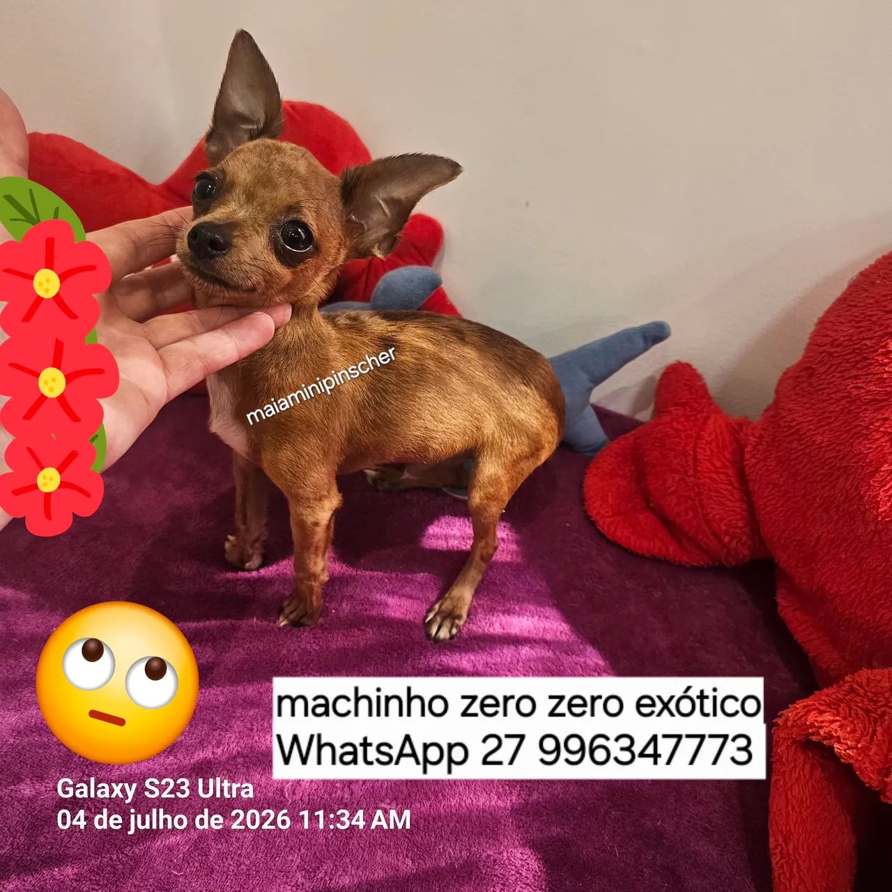 Pinscher zero zero machinho exótico  - Foto 2
