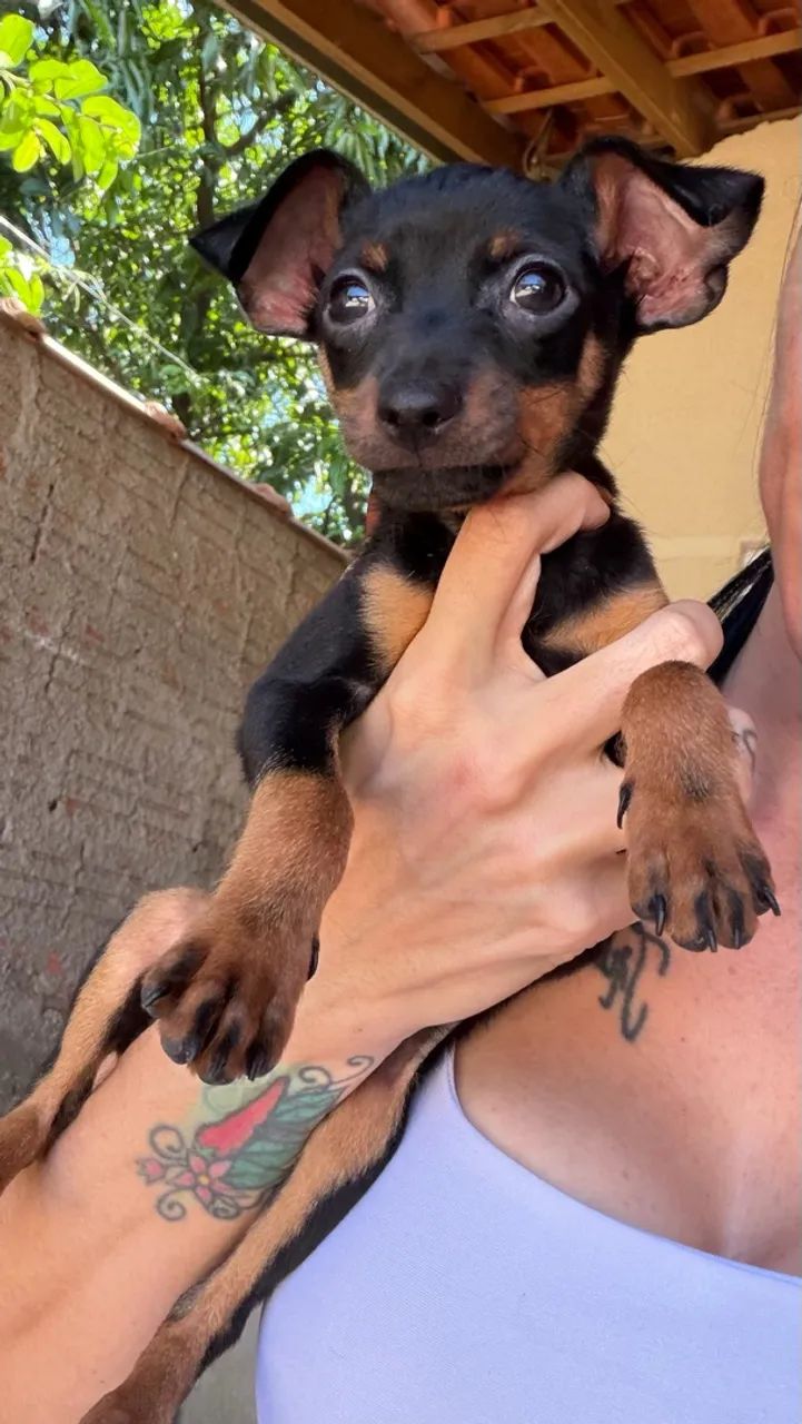 Pinscher machinho  - Foto 3