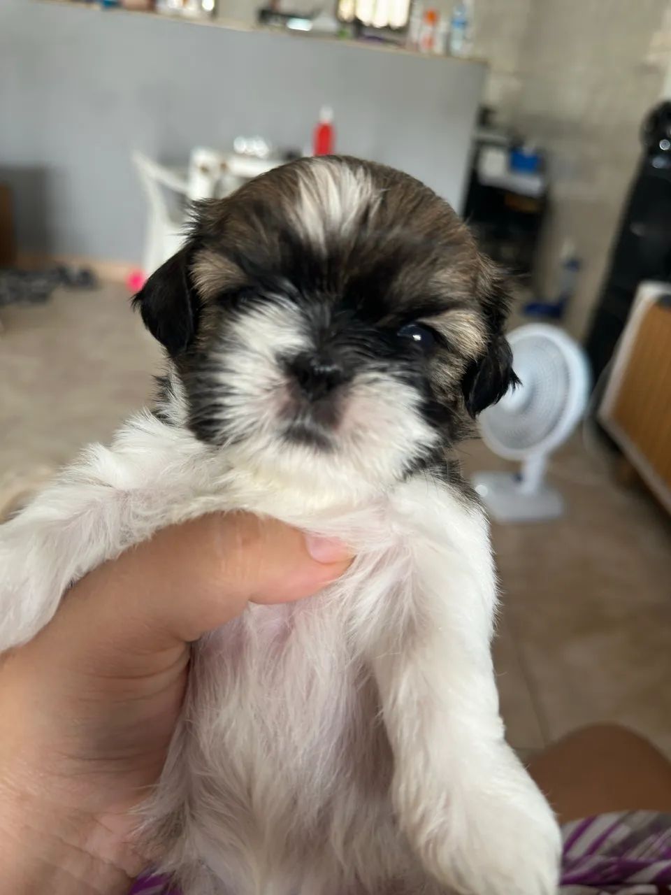 Filhote macho shih tzu - Foto 4