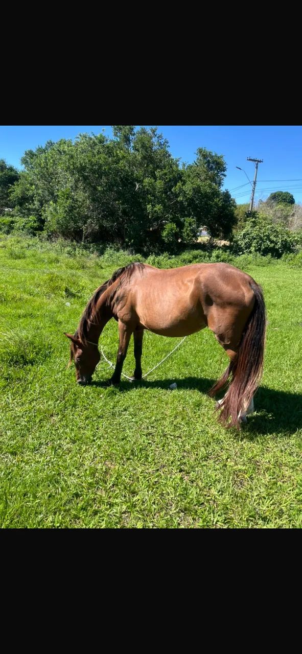 Vendo potro qm - Foto 2