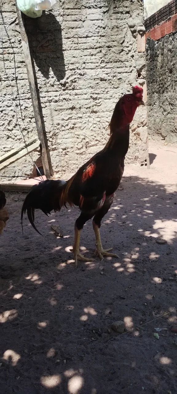 Galo de raça  - Foto 3