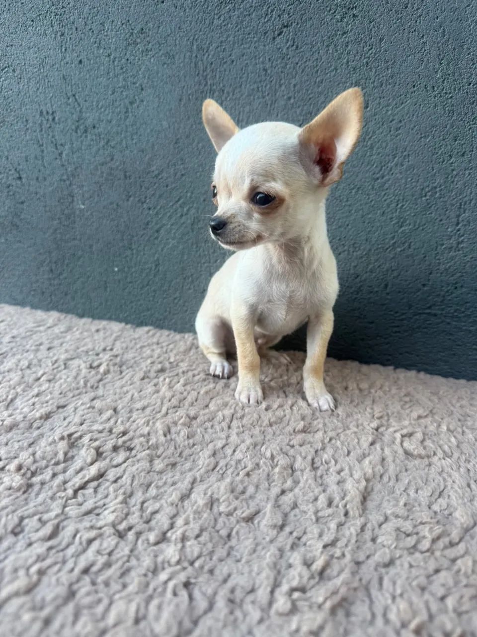 chihuahua pelo curto  - Foto 2