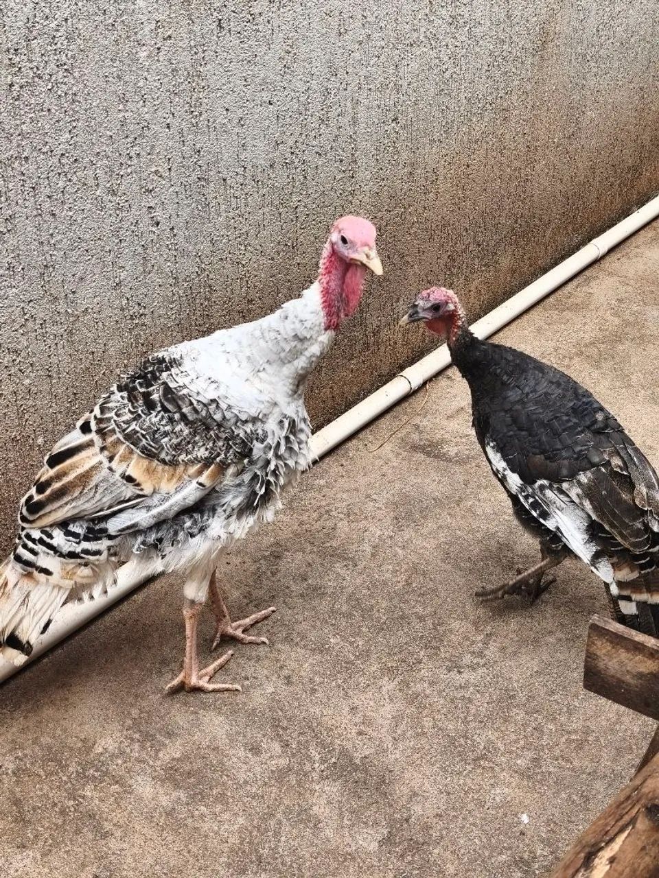 Vendo casal de Perus jovens  - Foto 4