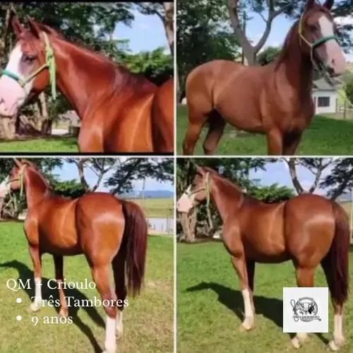 Cavalo QM três tambores