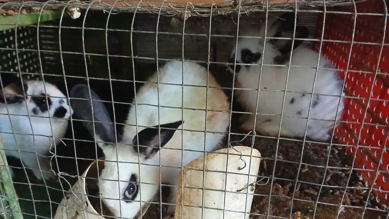 Coelhos várias raças - Foto 5