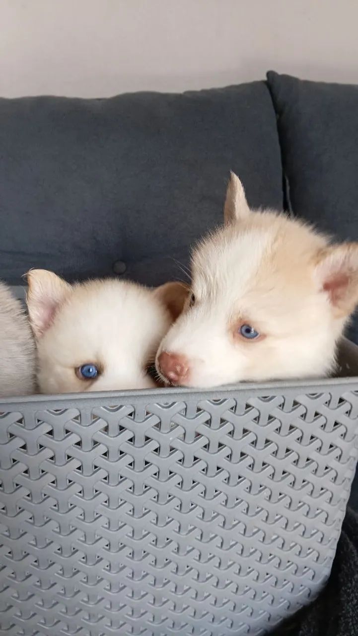 Husky siberiano  - Foto 5