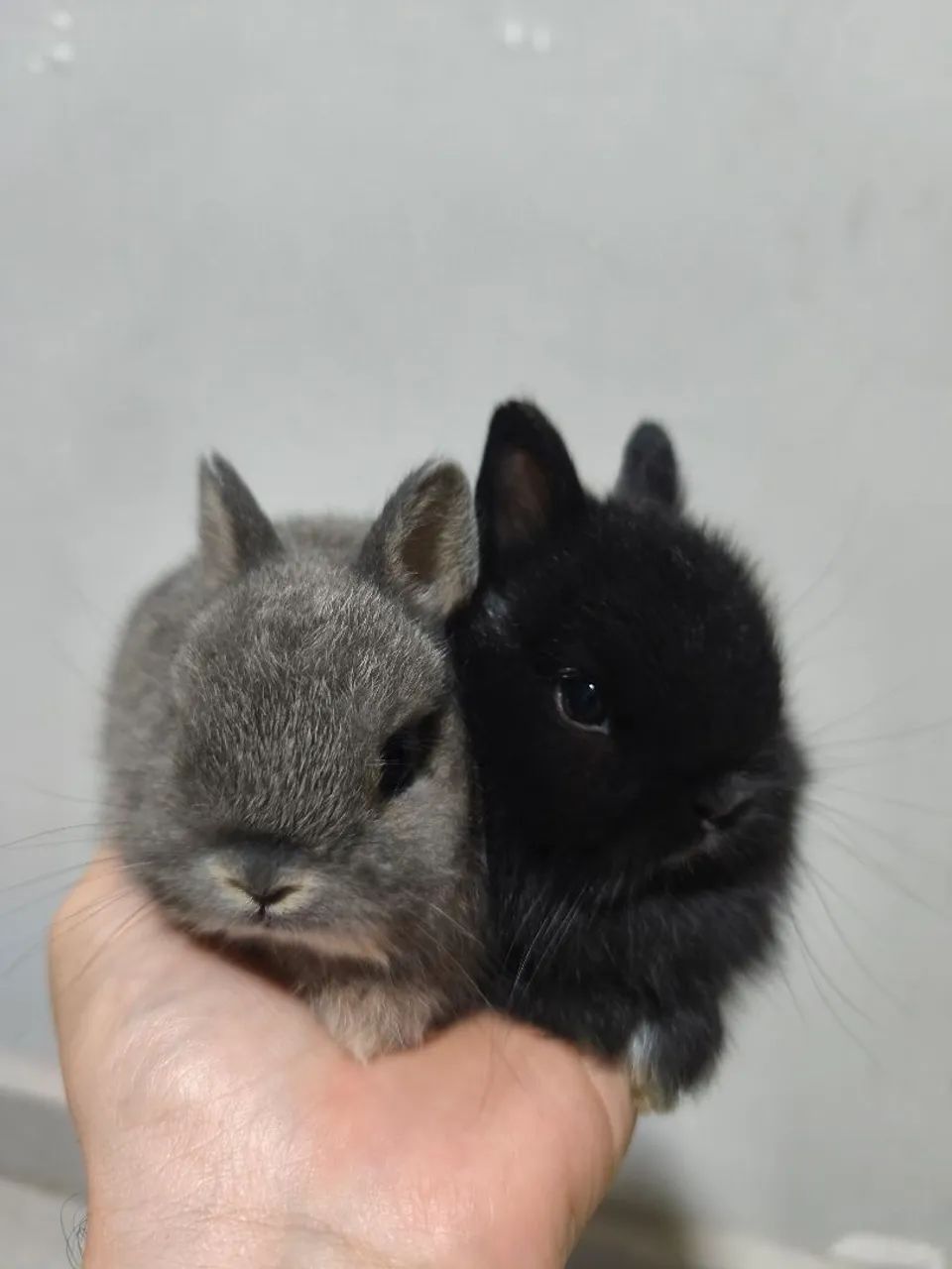 Mini coelho  - Foto 2