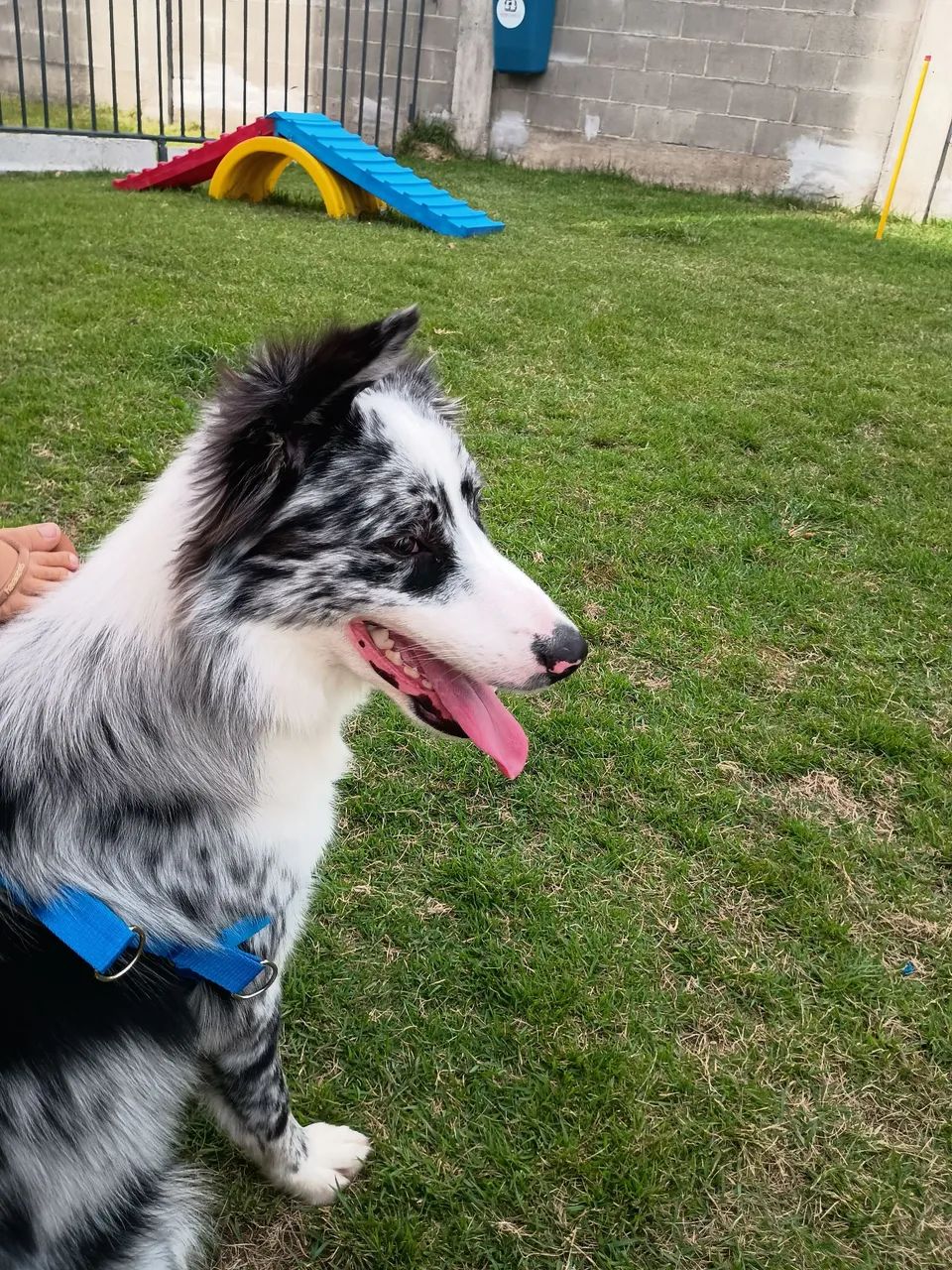 Cachorro Border Collie  - Foto 5