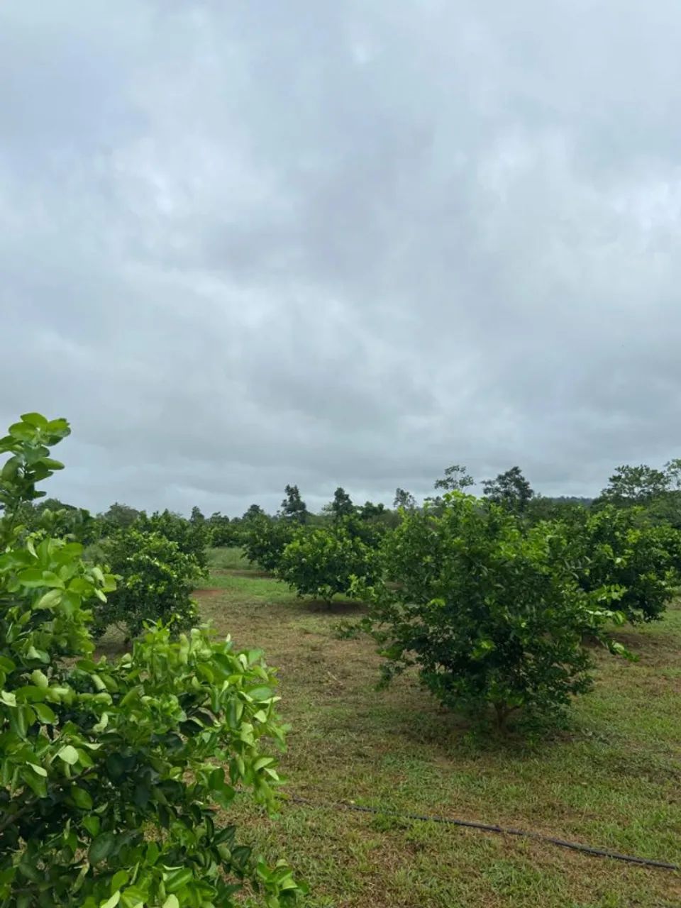 OPORTUNIDADE: Sítio Nova Vida (3 Hectares) - R$ 300 Mil - Foto 4