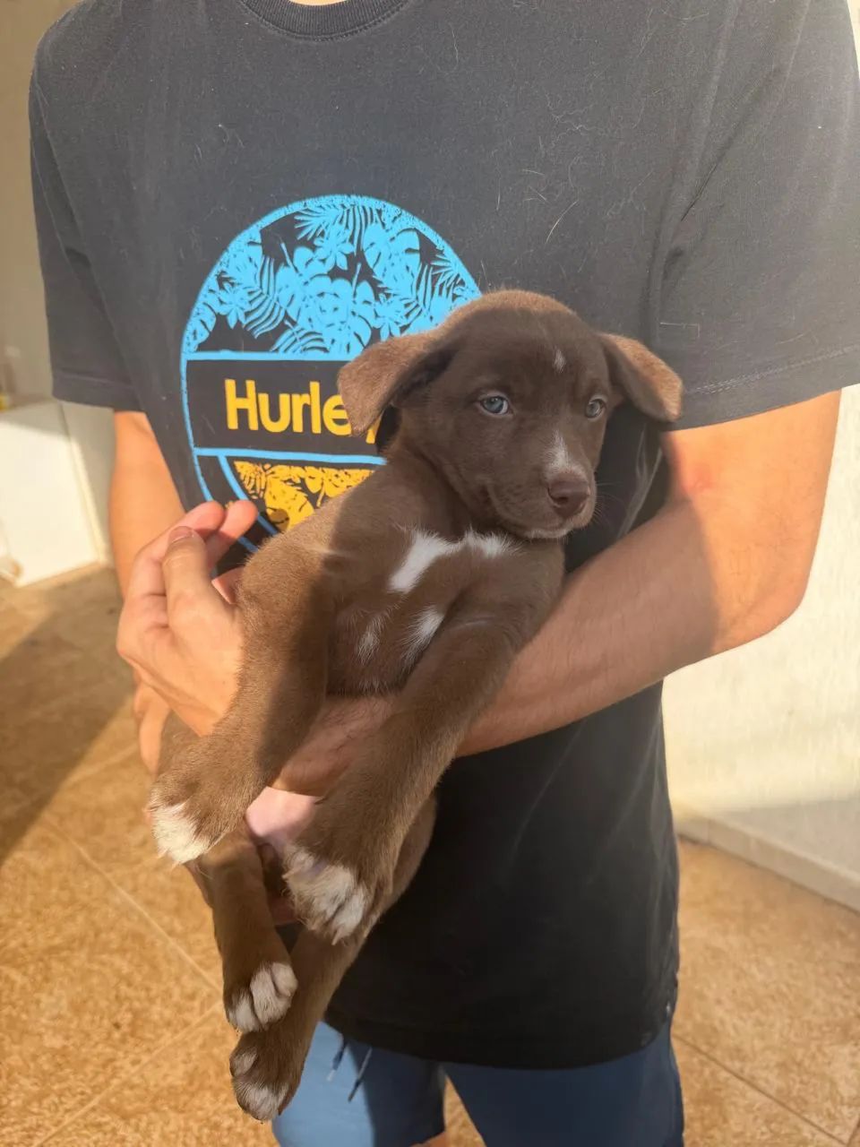 Cachorro - Foto 4