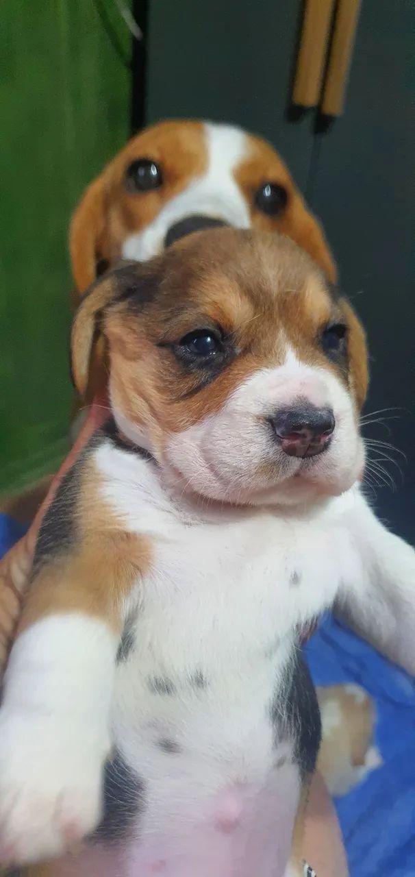 Lindo filhote de beagles 13 polegadas 