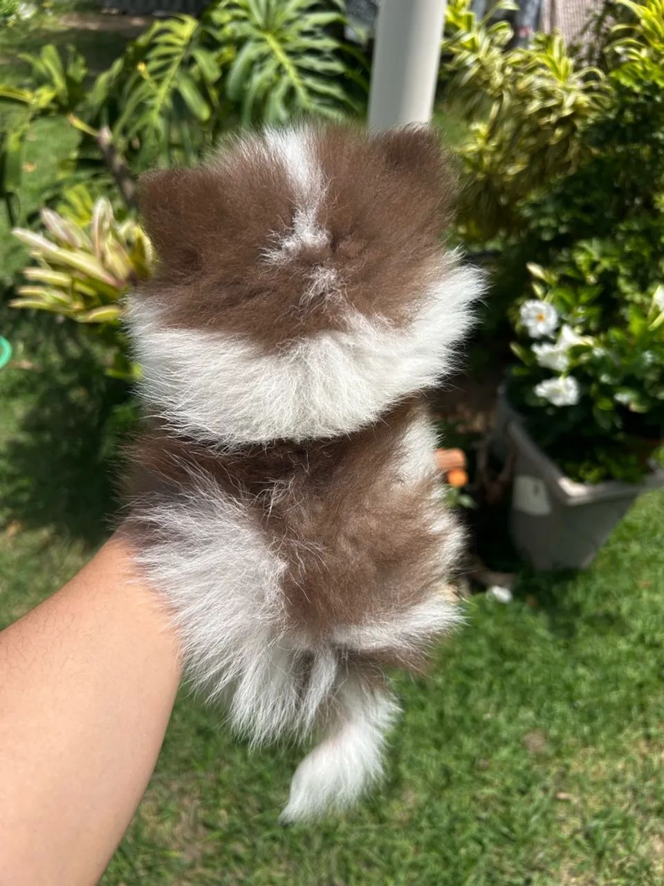 Spitz alemão  - Foto 2