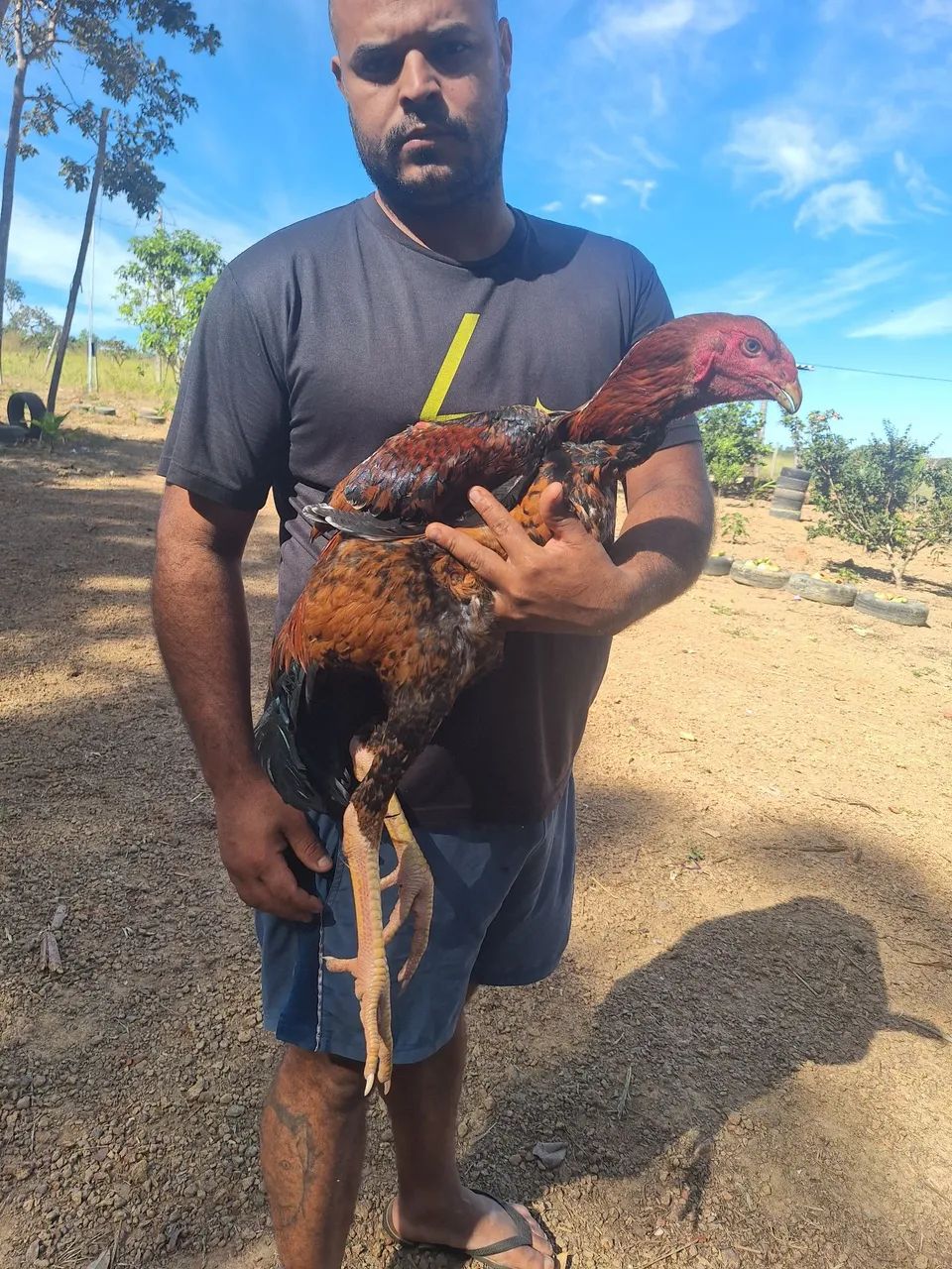 Frango indio gigante  - Foto 4