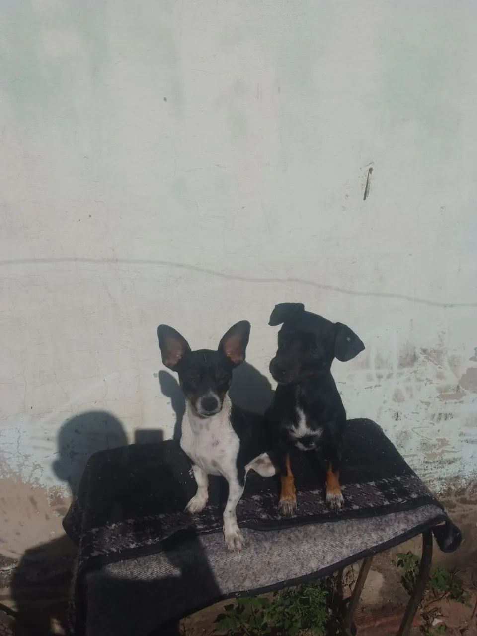 Pinscher  - Foto 3