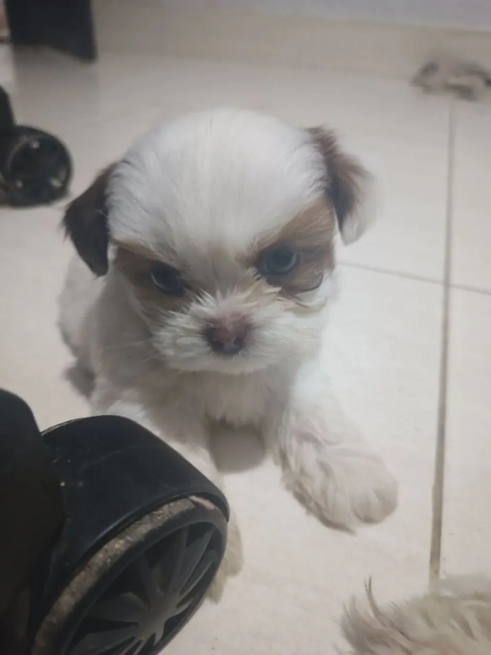 Shitzu macho