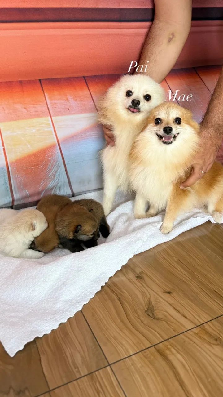 Spitz alemão Lulu da pomerania