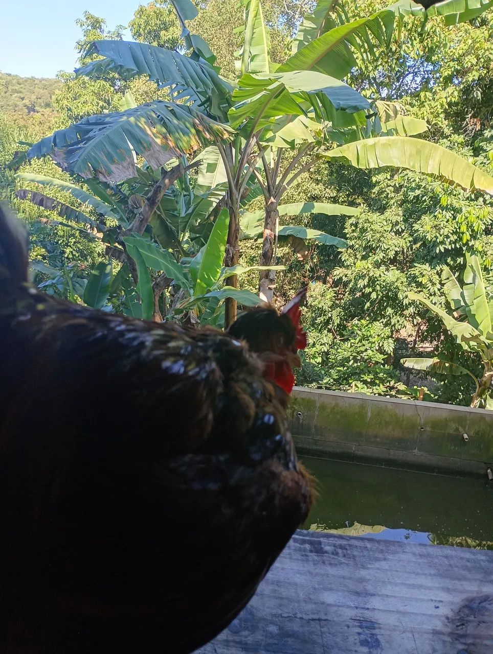 Galo  - Foto 2