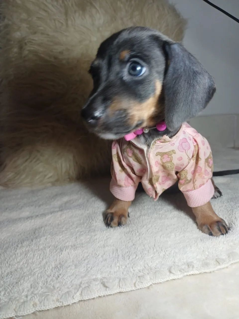 Cachorro  - Foto 5