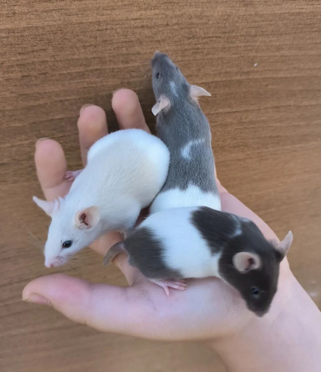 Camundongos para pet ou alimentação para animais não convencionais - Foto 2