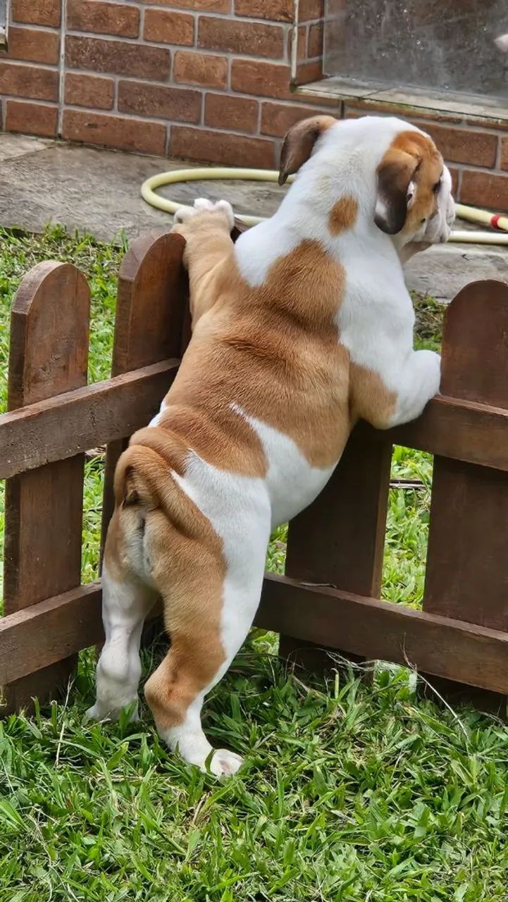 Bulldog Inglês  - Foto 5