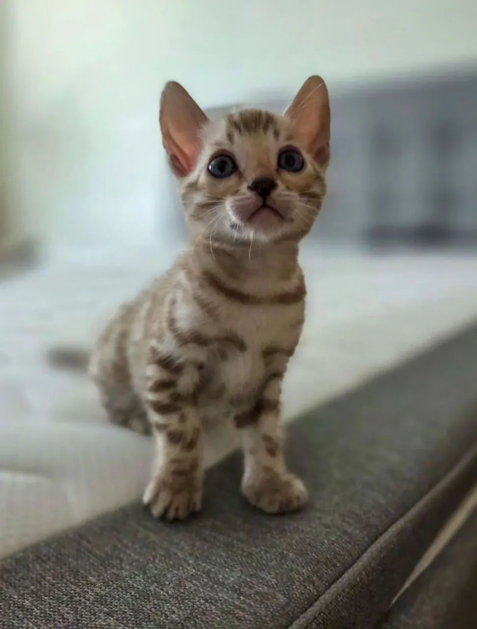 Bengal Cat Filhotes - Foto 3