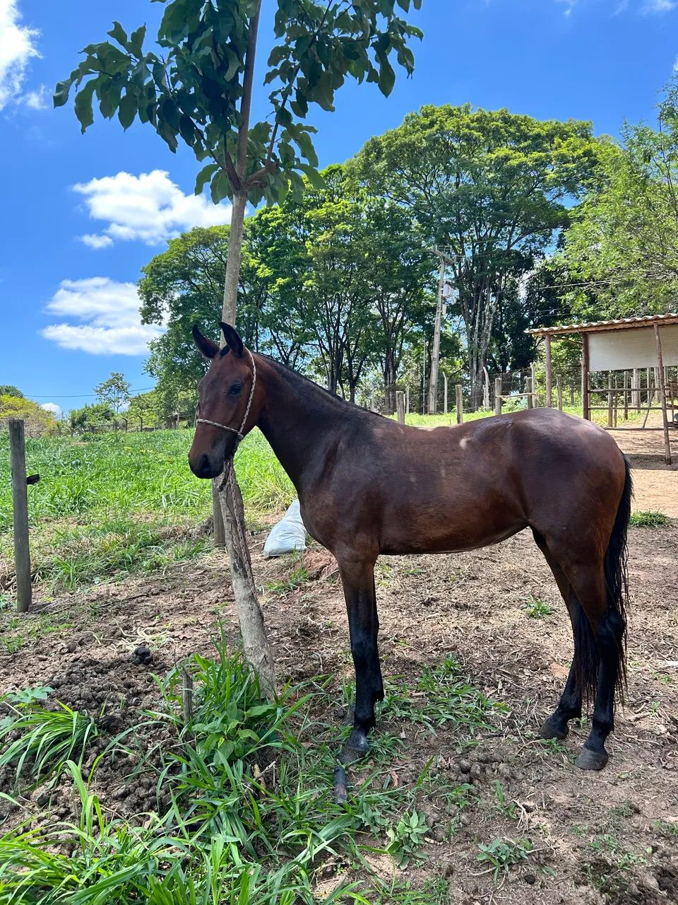 Potra mangalarga marchador 