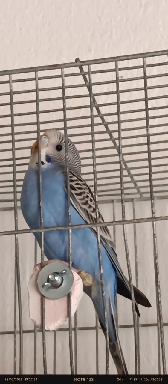 Gaiola nova 