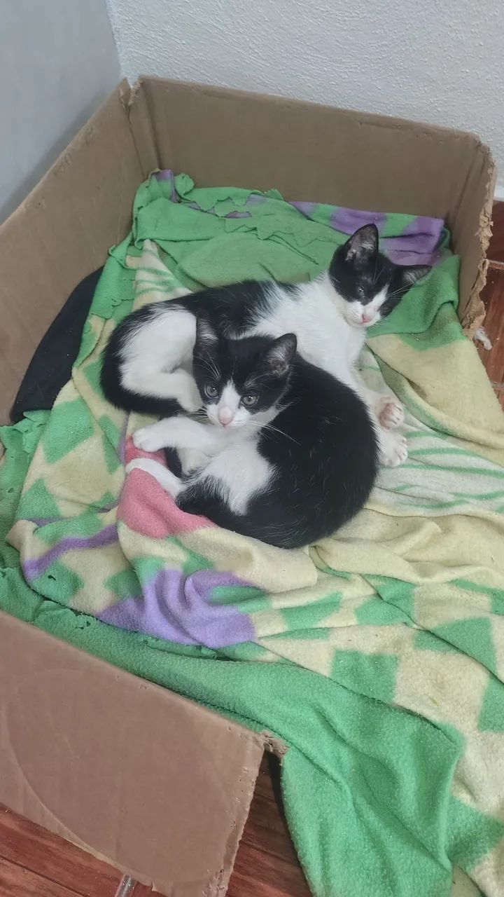 Doação de gatinhos 