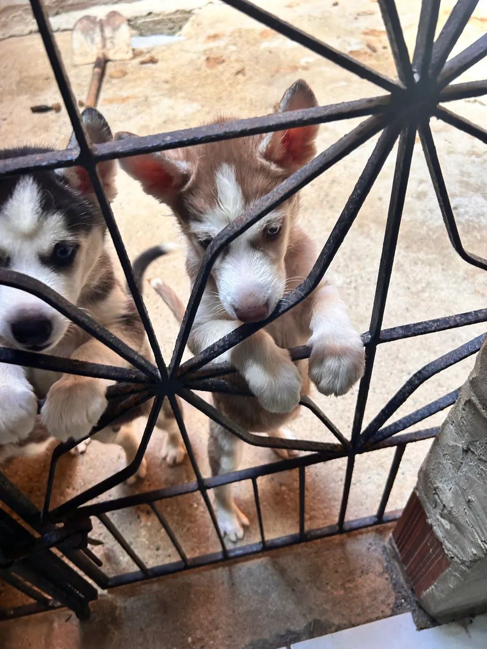 Husky Siberiano VENDA - Foto 3
