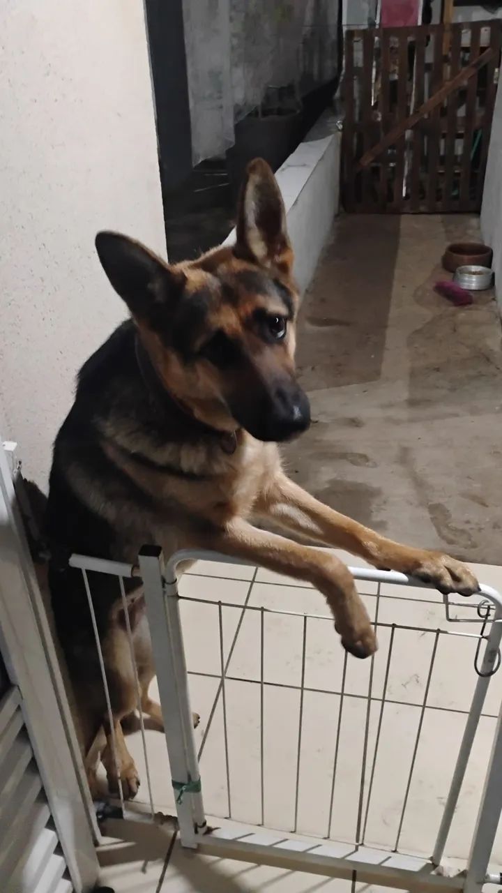 Doa- se cachorra  - Foto 3