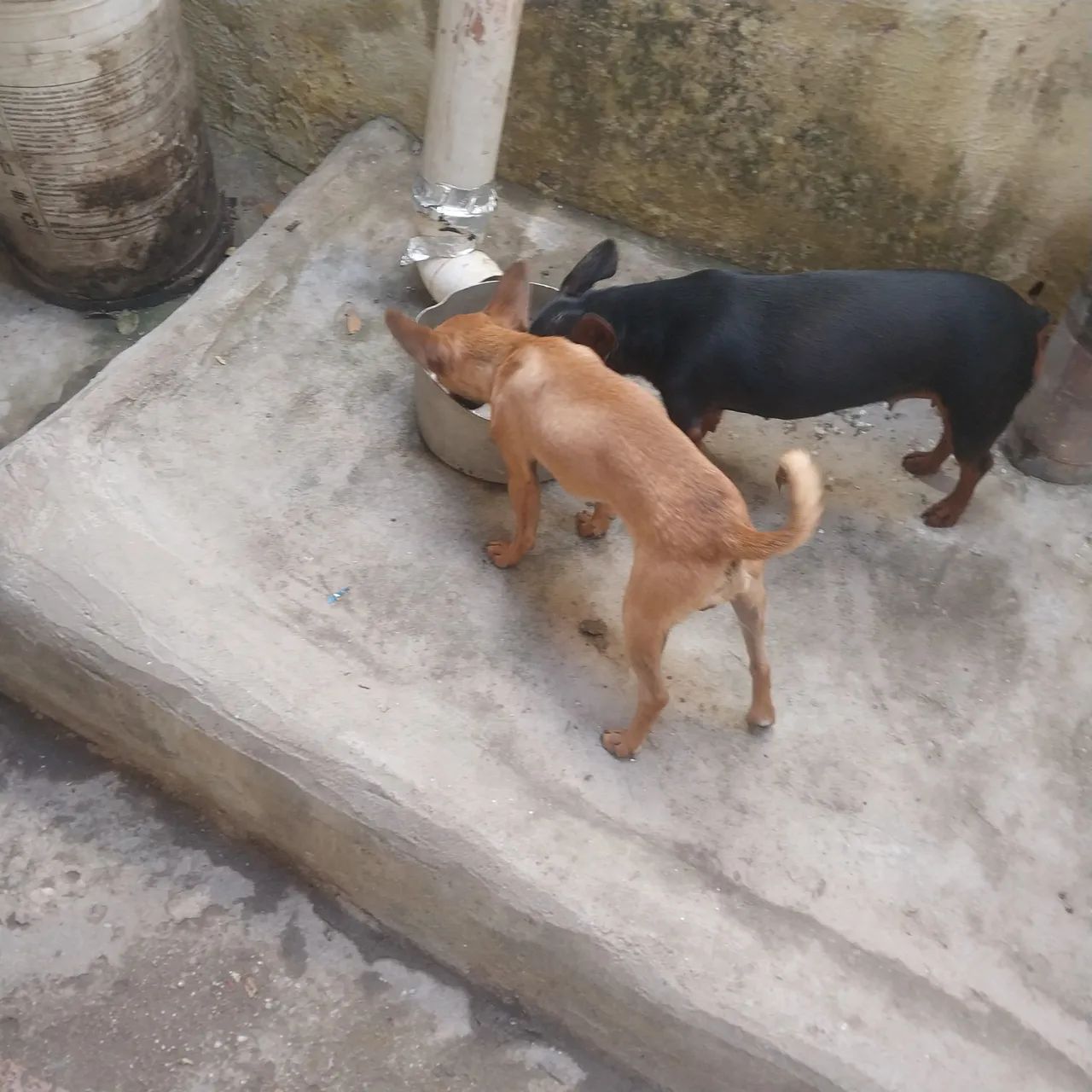 Filhotes pinscher 01