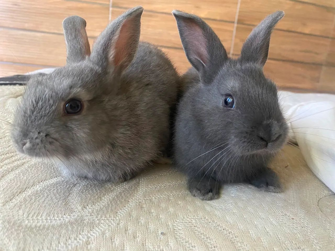 Coelhos  - Foto 2