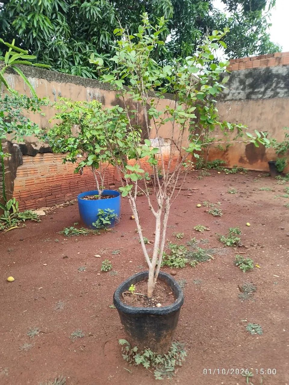 Reseda com vaso  - Foto 2