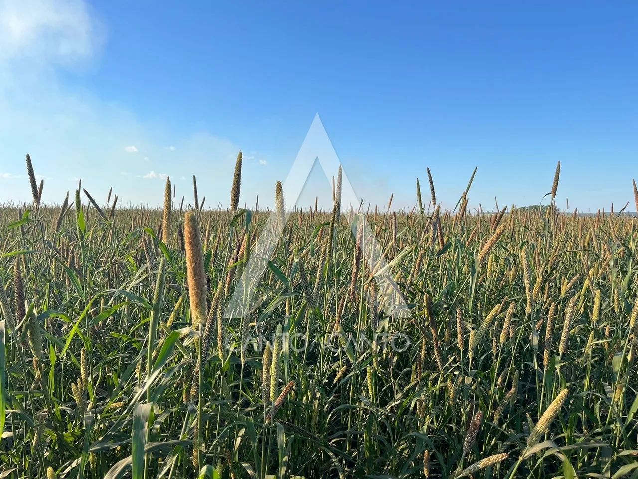 Imóvel Rural - Foto 4