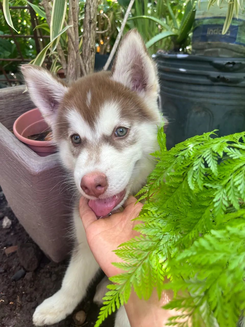 Husky siberiano macho - Foto 2