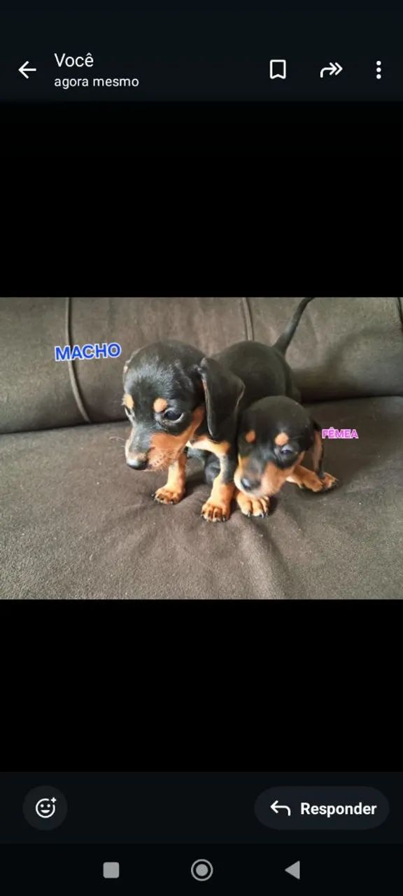 Linguicinha Daschaund 