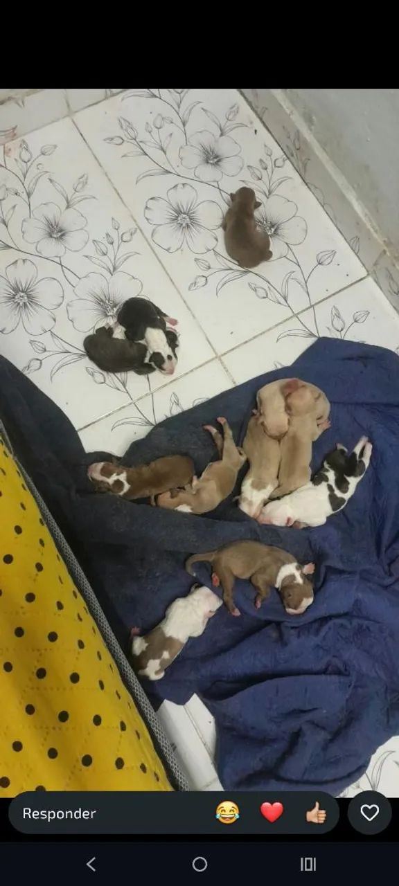 Filhotes de Pitbull Monsters e rednose 