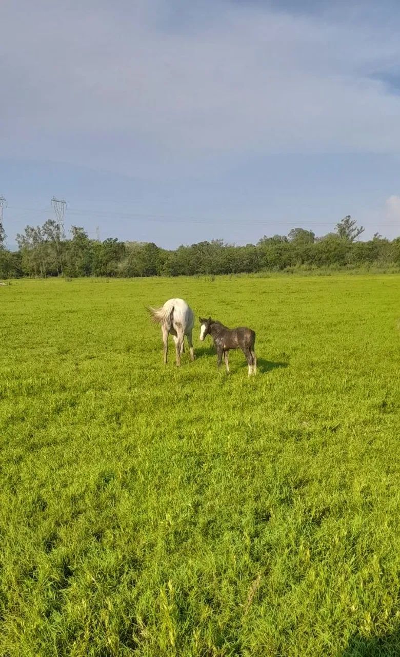 Egua crioula.  - Foto 5