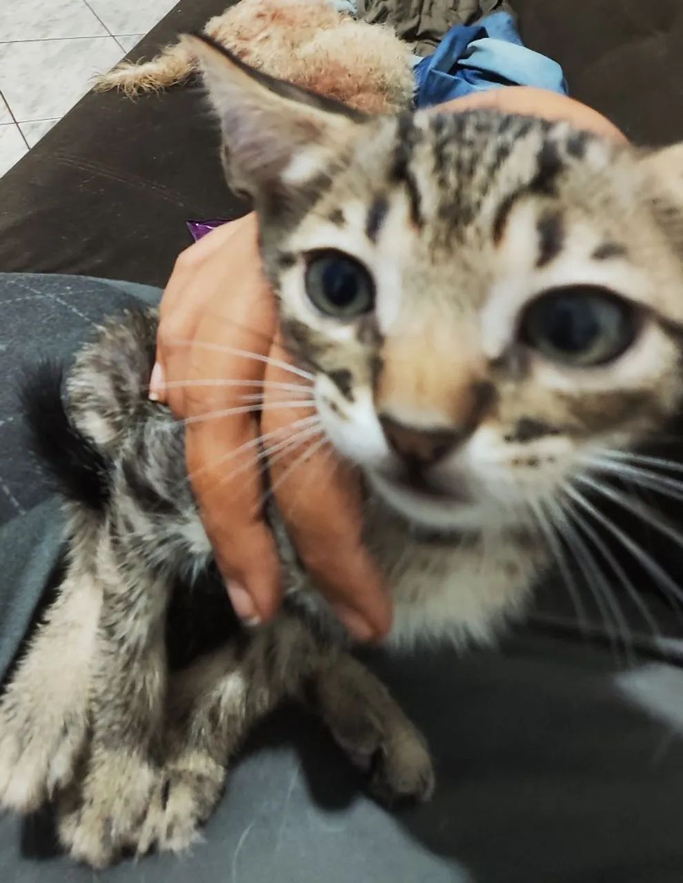 Doa-se lindos nenéns  - Foto 3